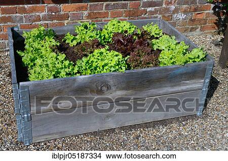 Raised bed with lettuce View Large Photo Image Picture - Raised bed with lettuce. Fotosearch