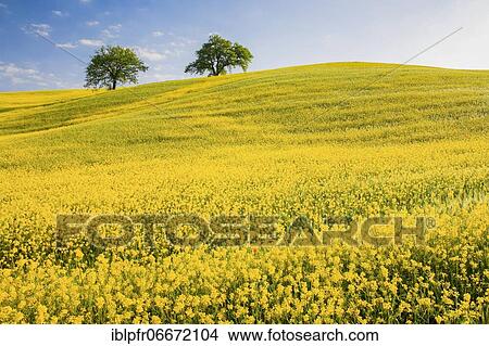 Rape fields with oaks View Large Photo Image Picture - Rape fields with oaks. Fotosearch