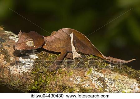 Rare Uroplatus (Uroplatus finiavana) on branch, female, in the rainforest of Montagne d'Ambre, northern Madagascar, Madagascar, Africa, Indian Ocean, Africa View Large Photo Image Stock Image - Rare Uroplatus (Uroplatus finiavana) on branch, female, in the rainforest of Montagne d'Ambre, northern Madagascar, Madagascar, Africa, Indian Ocean, Africa. Fotosearch