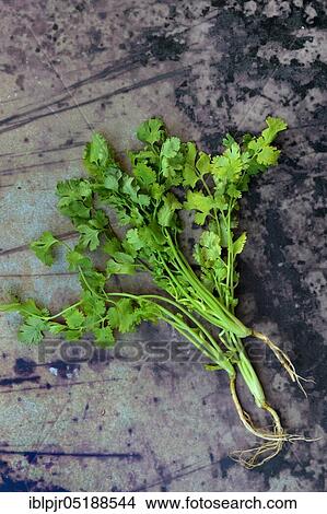 Picture - Real coriander, plant with root, Coriandrum sativum. Fotosearch