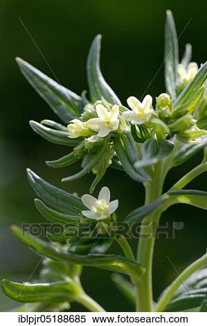 Real rock seed, Lithospermum officinale View Large Photo Image Stock Photography - Real rock seed, Lithospermum officinale. Fotosearch