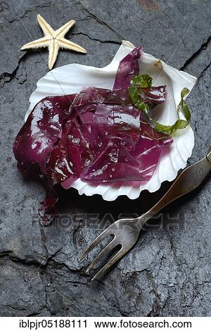 Red alga with sea salt in mussel shell and fork, Palmaria palmata, Wild Dulse View Large Photo Image Stock Image - Red alga with sea salt in mussel shell and fork, Palmaria palmata, Wild Dulse. Fotosearch