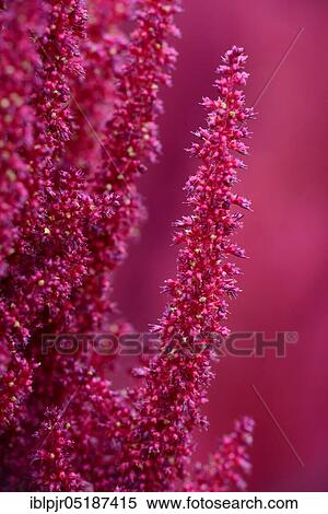 Stock Photography - Red Amaranth ( Amaranthus) variety Roter, from Erkrath/D spec. Fotosearch