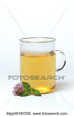 Stock Photography - Red clover-Tea in glass, tea. Fotosearch