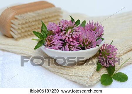 Stock Image - Red clover ( Trifolium pratense) in a bowl. Fotosearch