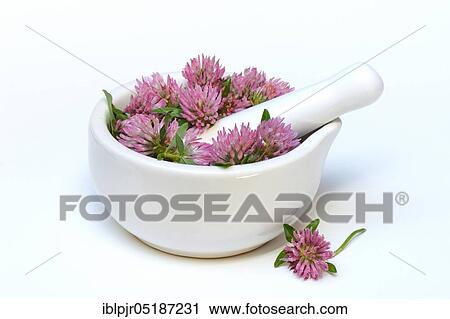Stock Image - Red clover ( Trifolium pratense) in a mortar. Fotosearch