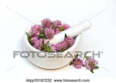 Red clover ( Trifolium pratense) in a mortar View Large Photo Image Stock Image - Red clover ( Trifolium pratense) in a mortar. Fotosearch