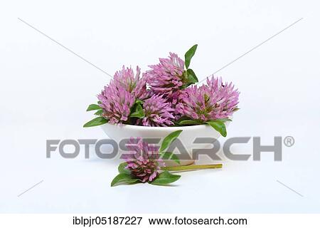 Stock Photo - Red clover ( Trifolium pratense) in a bowl. Fotosearch
