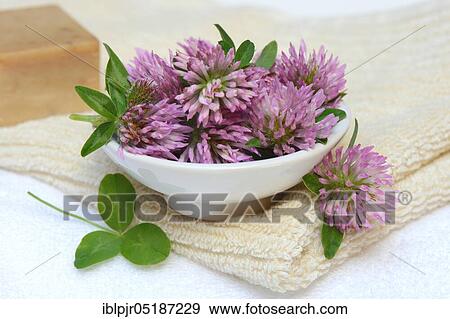 Stock Photo - Red clover ( Trifolium pratense) in a bowl. Fotosearch