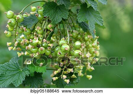 Stock Photography - Red currant, fruiting, variety Rose de Champagne, Ribes rubrum. Fotosearch