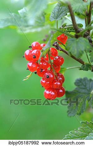 Red currant, variety Red Dutch View Large Photo Image Stock Image - Red currant, variety Red Dutch. Fotosearch