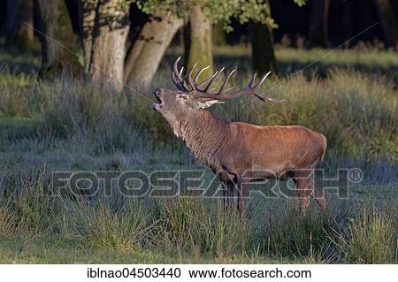 Red Deer (Cervus elaphus) belling in forest, Germany, Europe View Large Photo Image Stock Image - Red Deer (Cervus elaphus) belling in forest, Germany, Europe. Fotosearch