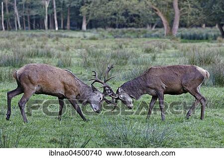 Stock Image - Red deer (Cervus elaphus), fighting, Schleswig-Holstein, Germany, Europe. Fotosearch