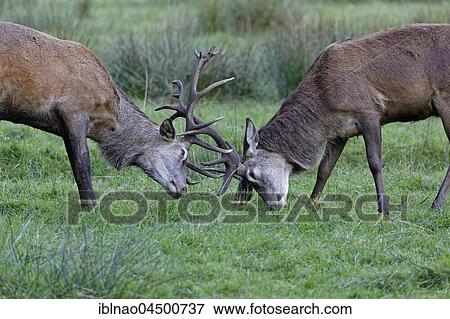 Red deer (Cervus elaphus), fighting, Schleswig-Holstein, Germany, Europe View Large Photo Image Stock Photo - Red deer (Cervus elaphus), fighting, Schleswig-Holstein, Germany, Europe. Fotosearch