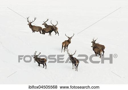 Red deer (Cervus elaphus) standing in the snow, Tyrol, Austria, Europe View Large Photo Image Stock Photo - Red deer (Cervus elaphus) standing in the snow, Tyrol, Austria, Europe. Fotosearch