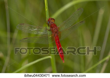 Red Dragonfly (Odonata) on straw in the rice field, Central Highlands, Madagascar, Africa View Large Photo Image Stock Image - Red Dragonfly (Odonata) on straw in the rice field, Central Highlands, Madagascar, Africa. Fotosearch