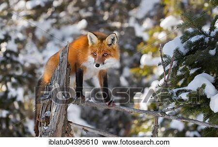 Red Fox (Vulpes vulpes), adult on the outlook, standing on a tree branch in winter, Algonquin Park, Ontario View Large Photo Image Stock Image - Red Fox (Vulpes vulpes), adult on the outlook, standing on a tree branch in winter, Algonquin Park, Ontario. Fotosearch