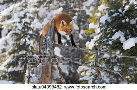 Stock Image - Red Fox (Vulpes vulpes), adult on the outlook, standing on a tree branch in winter, Algonquin Park, Ontario. Fotosearch