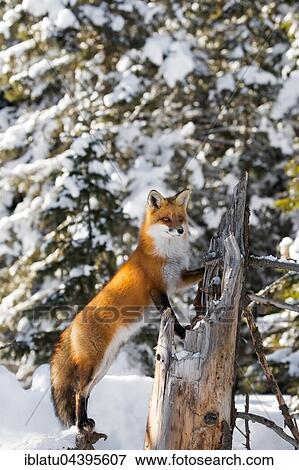 Stock Photo - Red Fox (Vulpes vulpes), adult on the outlook, standing in snow, Algonquin Park, Ontario. Fotosearch