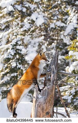 Red Fox (Vulpes vulpes), adult on the outlook, standing in snow, Algonquin Park, Ontario View Large Photo Image Stock Photography - Red Fox (Vulpes vulpes), adult on the outlook, standing in snow, Algonquin Park, Ontario. Fotosearch