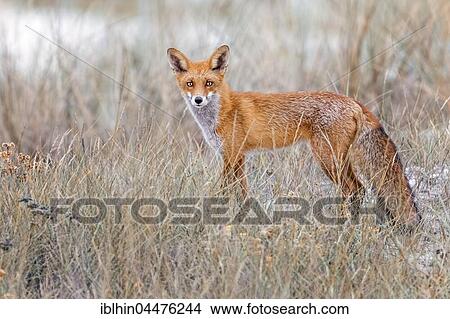 Red fox (Vulpes vulpes), in fall, Middle Elbe Biosphere Reserve, Saxony-Anhalt, Germany, Europe View Large Photo Image Picture - Red fox (Vulpes vulpes), in fall, Middle Elbe Biosphere Reserve, Saxony-Anhalt, Germany, Europe. Fotosearch