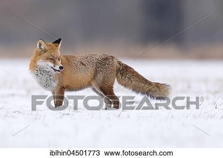 Stock Image - Red Fox (Vulpes vulpes) in the snow, winter landscape, breeding season, Middle Elbe Biosphere Reserve, Saxony-Anhalt, Germany, Europe. Fotosearch