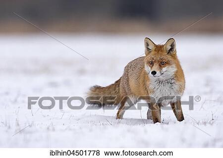 Red Fox (Vulpes vulpes) in the snow, winter landscape, breeding season, Middle Elbe Biosphere Reserve, Saxony-Anhalt, Germany, Europe View Large Photo Image Stock Photo - Red Fox (Vulpes vulpes) in the snow, winter landscape, breeding season, Middle Elbe Biosphere Reserve, Saxony-Anhalt, Germany, Europe. Fotosearch