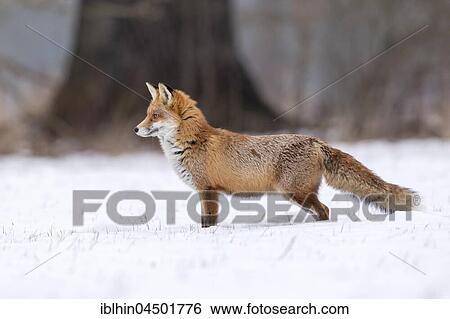 Red Fox (Vulpes vulpes) in the snow, winter landscape, breeding season, Middle Elbe Biosphere Reserve, Saxony-Anhalt, Germany, Europe View Large Photo Image Stock Photograph - Red Fox (Vulpes vulpes) in the snow, winter landscape, breeding season, Middle Elbe Biosphere Reserve, Saxony-Anhalt, Germany, Europe. Fotosearch