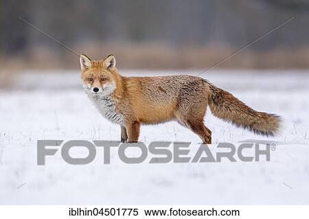 Stock Photography - Red Fox (Vulpes vulpes) in the snow, winter landscape, breeding season, Middle Elbe Biosphere Reserve, Saxony-Anhalt, Germany, Europe. Fotosearch