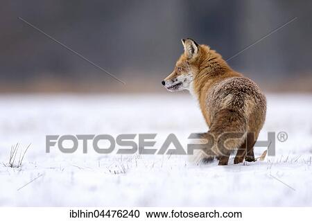 Red fox (Vulpes vulpes), in winter, winter coat, snow, Middle Elbe Biosphere Reserve, Saxony-Anhalt, Germany, Europe View Large Photo Image Stock Image - Red fox (Vulpes vulpes), in winter, winter coat, snow, Middle Elbe Biosphere Reserve, Saxony-Anhalt, Germany, Europe. Fotosearch