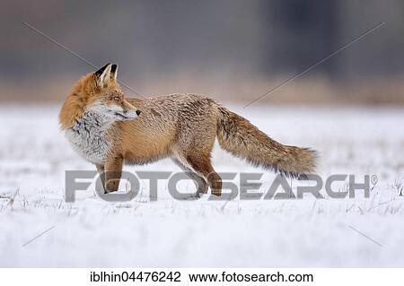 Red fox (Vulpes vulpes), in winter, winter coat, snow, Middle Elbe Biosphere Reserve, Saxony-Anhalt, Germany, Europe View Large Photo Image Stock Image - Red fox (Vulpes vulpes), in winter, winter coat, snow, Middle Elbe Biosphere Reserve, Saxony-Anhalt, Germany, Europe. Fotosearch