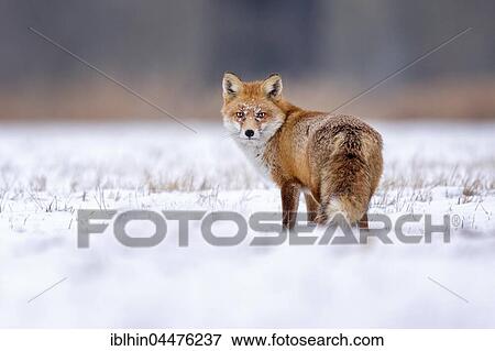 Red fox (Vulpes vulpes), in winter, winter coat, snow, Middle Elbe Biosphere Reserve, Saxony-Anhalt, Germany, Europe View Large Photo Image Stock Photo - Red fox (Vulpes vulpes), in winter, winter coat, snow, Middle Elbe Biosphere Reserve, Saxony-Anhalt, Germany, Europe. Fotosearch