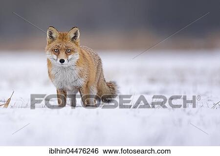 Red fox (Vulpes vulpes), in winter, winter coat, snow, Middle Elbe Biosphere Reserve, Saxony-Anhalt, Germany, Europe View Large Photo Image Stock Photograph - Red fox (Vulpes vulpes), in winter, winter coat, snow, Middle Elbe Biosphere Reserve, Saxony-Anhalt, Germany, Europe. Fotosearch