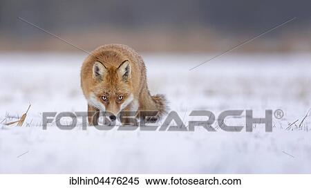 Red fox (Vulpes vulpes), in winter, winter coat, snow, Middle Elbe Biosphere Reserve, Saxony-Anhalt, Germany, Europe View Large Photo Image Stock Photography - Red fox (Vulpes vulpes), in winter, winter coat, snow, Middle Elbe Biosphere Reserve, Saxony-Anhalt, Germany, Europe. Fotosearch