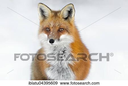 Stock Photo - Red Fox (Vulpes vulpes), portrait in snow, Algonquin Park, Ontario. Fotosearch