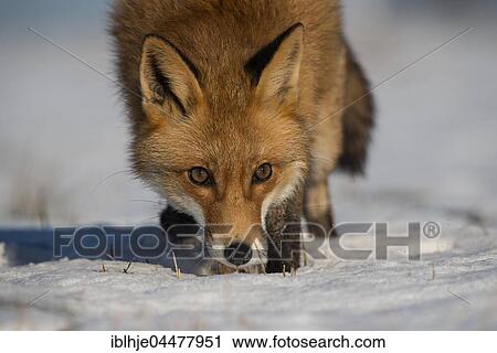 Red Fox (Vulpes vulpes), portrait, Eifel, Rhineland-Palatinate, Deuschland View Large Photo Image Stock Image - Red Fox (Vulpes vulpes), portrait, Eifel, Rhineland-Palatinate, Deuschland. Fotosearch