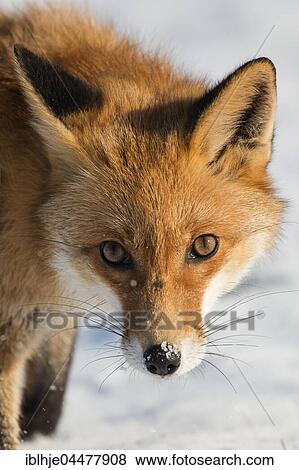 Stock Photo - Red Fox (Vulpes vulpes), portrait, Eifel, Rhineland-Palatinate, Deuschland. Fotosearch