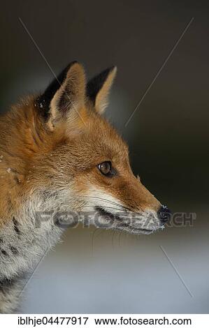Stock Photo - Red Fox (Vulpes vulpes), portrait, Eifel, Rhineland-Palatinate, Deuschland. Fotosearch