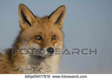 Red Fox (Vulpes vulpes), portrait, Eifel, Rhineland-Palatinate, Deuschland View Large Photo Image Stock Photo - Red Fox (Vulpes vulpes), portrait, Eifel, Rhineland-Palatinate, Deuschland. Fotosearch