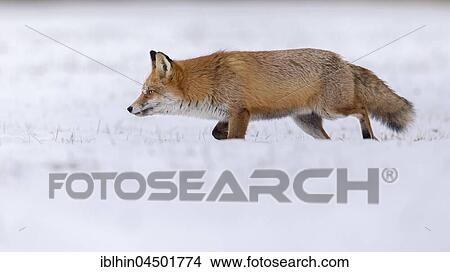 Red Fox (Vulpes vulpes) running in snow, winter landscape, breeding season, Middle Elbe Biosphere Reserve, Saxony-Anhalt, Germany, Europe View Large Photo Image Picture - Red Fox (Vulpes vulpes) running in snow, winter landscape, breeding season, Middle Elbe Biosphere Reserve, Saxony-Anhalt, Germany, Europe. Fotosearch