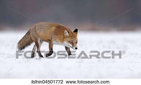Red Fox (Vulpes vulpes) running in snow, winter landscape, breeding season, Middle Elbe Biosphere Reserve, Saxony-Anhalt, Germany, Europe View Large Photo Image Stock Image - Red Fox (Vulpes vulpes) running in snow, winter landscape, breeding season, Middle Elbe Biosphere Reserve, Saxony-Anhalt, Germany, Europe. Fotosearch