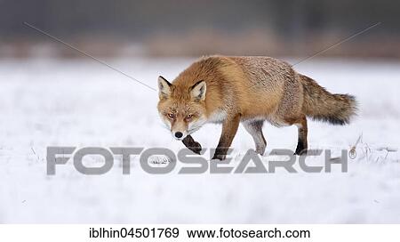Stock Photo - Red Fox (Vulpes vulpes) running in snow, winter landscape, breeding season, Middle Elbe Biosphere Reserve, Saxony-Anhalt, Germany, Europe. Fotosearch
