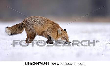 Red fox (Vulpes vulpes), sniffing the ground, winter, winter coat, snow, Middle Elbe Biosphere Reserve, Saxony-Anhalt, Germany, Europe View Large Photo Image Stock Image - Red fox (Vulpes vulpes), sniffing the ground, winter, winter coat, snow, Middle Elbe Biosphere Reserve, Saxony-Anhalt, Germany, Europe. Fotosearch