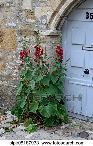 Stock Image - Red hollyhock on door, Alcea spec, Vezelay, Burgundy, France, Europe. Fotosearch