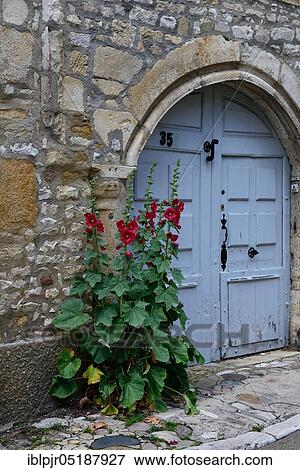 Stock Photo - Red hollyhock on door, Alcea spec, Vezelay, Burgundy, France, Europe. Fotosearch