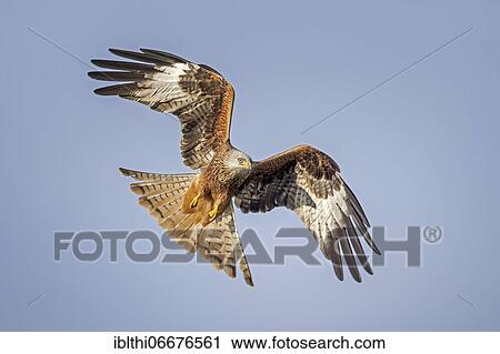 Red kite (Milvus milvus) in flight, Middle Elbe Biosphere Reserve, Saxony-Anhalt, Germany, Europe View Large Photo Image Stock Image - Red kite (Milvus milvus) in flight, Middle Elbe Biosphere Reserve, Saxony-Anhalt, Germany, Europe. Fotosearch