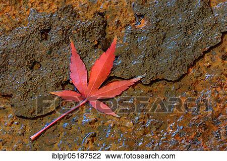 Red maple leaf, Acer palmatum View Large Photo Image Stock Image - Red maple leaf, Acer palmatum. Fotosearch