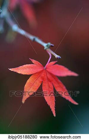 Red maple leaf on twig, Acer palmatum, fan maple View Large Photo Image Stock Image - Red maple leaf on twig, Acer palmatum, fan maple. Fotosearch
