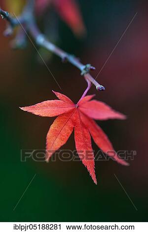 Red maple leaf on twig, Acer palmatum, fan maple View Large Photo Image Stock Image - Red maple leaf on twig, Acer palmatum, fan maple. Fotosearch