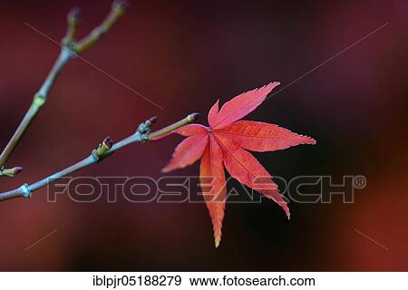 Stock Photo - Red maple leaf on twig, Acer palmatum, fan maple. Fotosearch